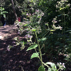 Peteravenia malvifolia