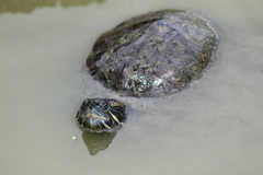 Trachemys venusta iversoni
