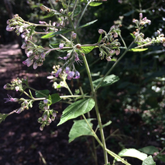 Peteravenia malvifolia