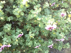 Malva subovata bicolor