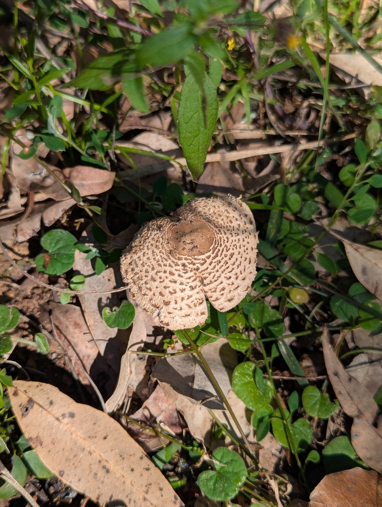 Macrolepiota clelandii · July 2025 · photo: © rosiekstein (iNaturalist, cc-by)