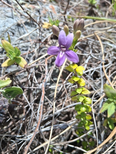 pricklybush (Oplonia spinosa)