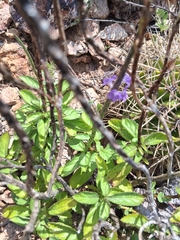 Oplonia spinosa, photograph author not stated, no rights reserved