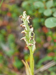 Platanthera hyperborea