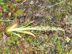 Platanthera hyperborea