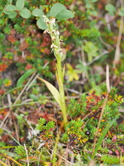 Platanthera hyperborea