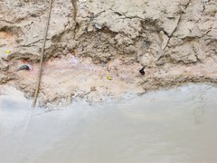 Xanthyris flaveolata