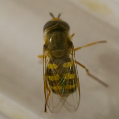 Eupeodes corollae
