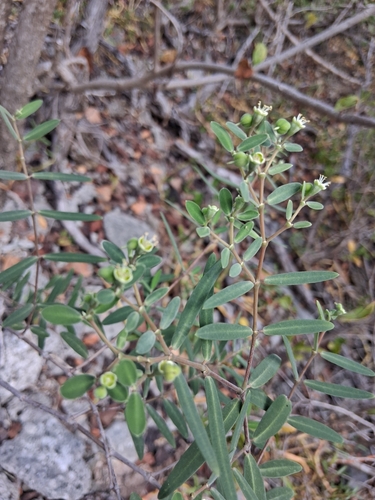 jointed sandmat (Euphorbia articulata)