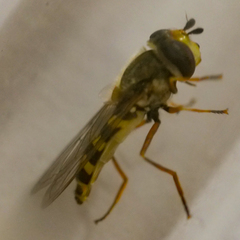 Eupeodes corollae