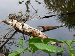 Zenithoptera lanei