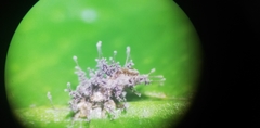 Hirsutella citriformis