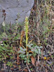 Platanthera hyperborea