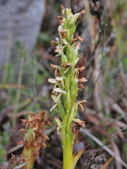 Platanthera hyperborea