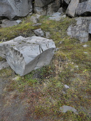 Platanthera hyperborea