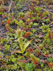 Platanthera hyperborea