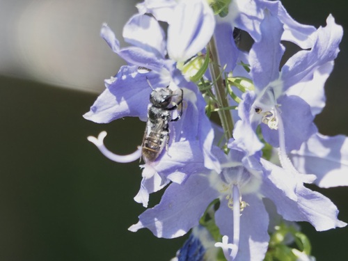 Bellflower Resin Bee photo 6
