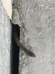Cubophis cantherigerus
