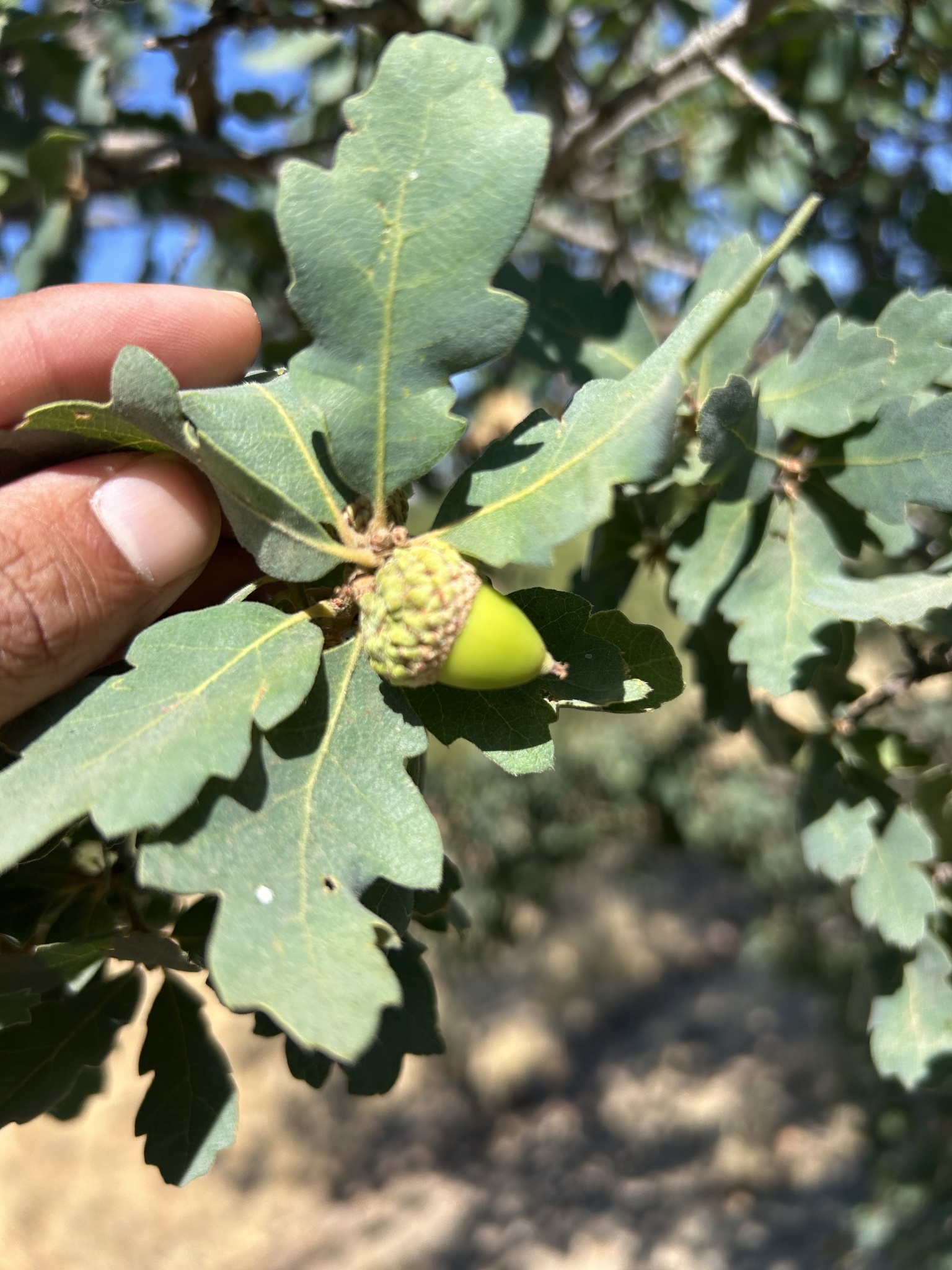 Quercus X jolonensis