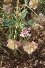 Tripterocalyx carneus