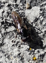 Chalcosyrphus