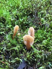 Cudoniaceae