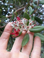 Metrosideros kermadecensis