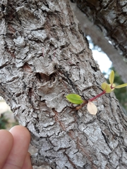 Metrosideros kermadecensis