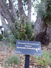 Metrosideros kermadecensis