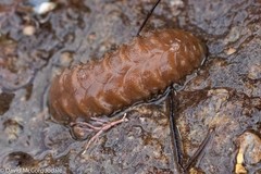 Lepidonotus squamatus