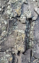Fungi