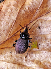 Sphaeroderus stenostomus lecontei