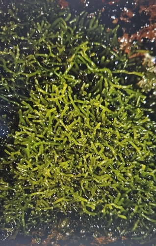 Ahnfeltiopsis observed 2025-07-25
