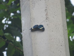 Hamadryas laodamia saurites