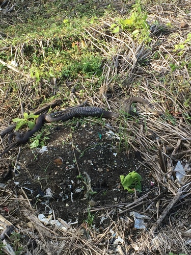 Eastern Brown Snake sighting
