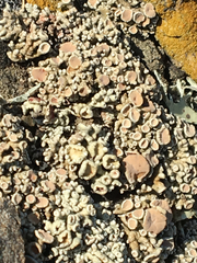Protoparmeliopsis pinguis