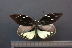 Lieinix nemesis atthis