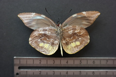 Lieinix nemesis atthis