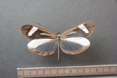 Dismorphia theucharila fortunata