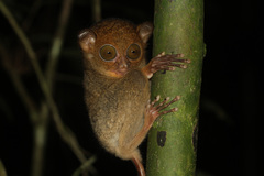 Cephalopachus bancanus borneanus