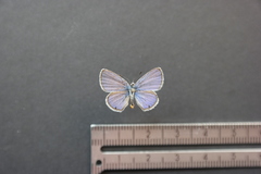 Hemiargus ceraunus astenidas