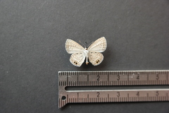 Hemiargus ceraunus astenidas
