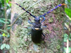 Mallaspis scutellaris