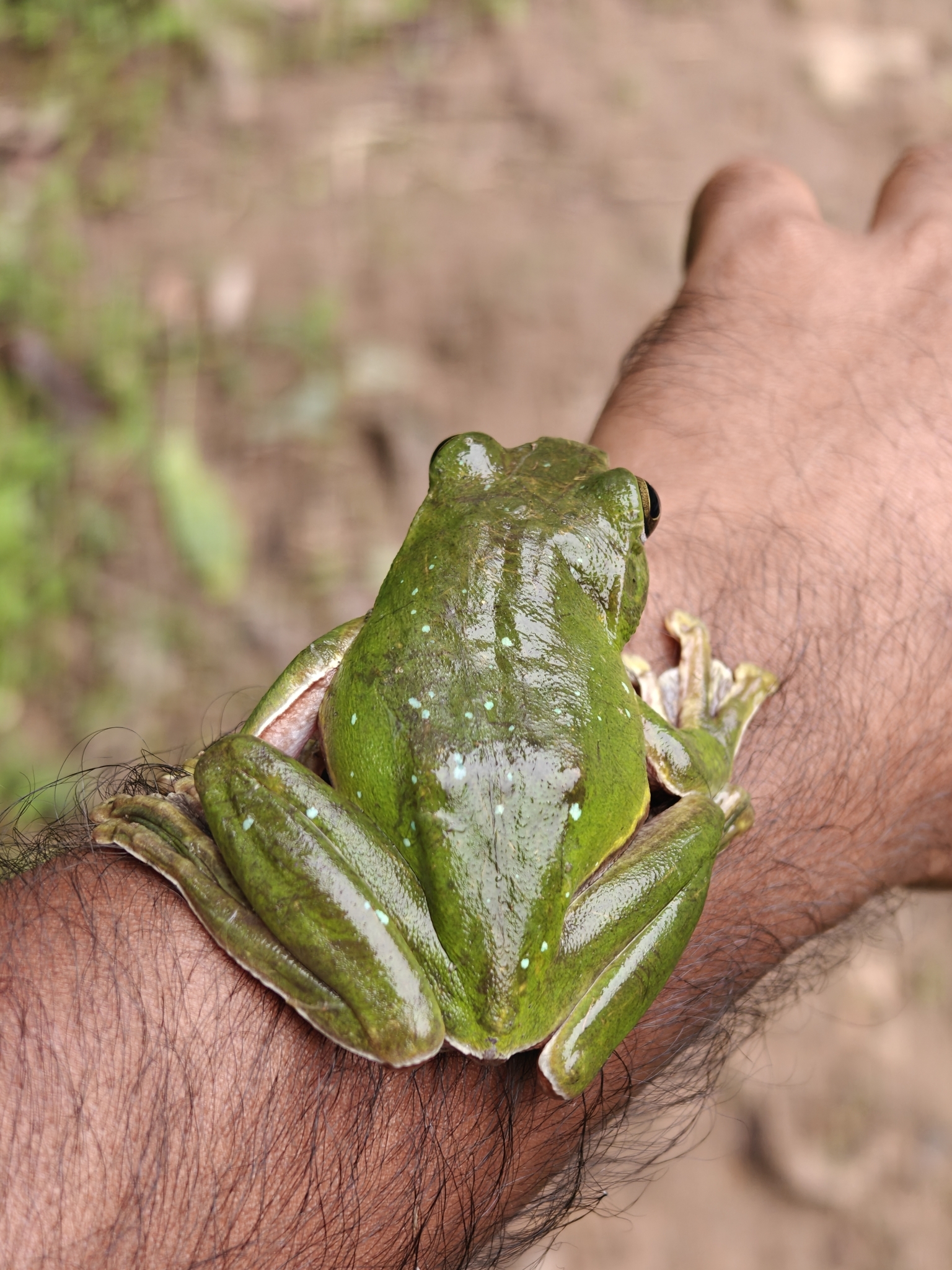 Giant Treefrog, Zhangixalus smaragdinus