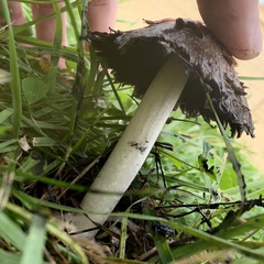 Coprinus comatus