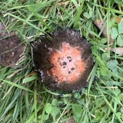 Coprinus comatus