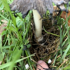 Coprinus comatus