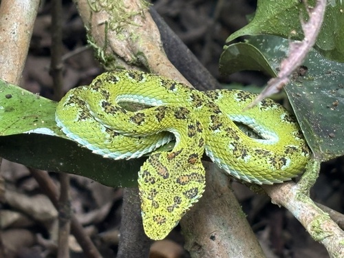 Blotched Palm-pitviper