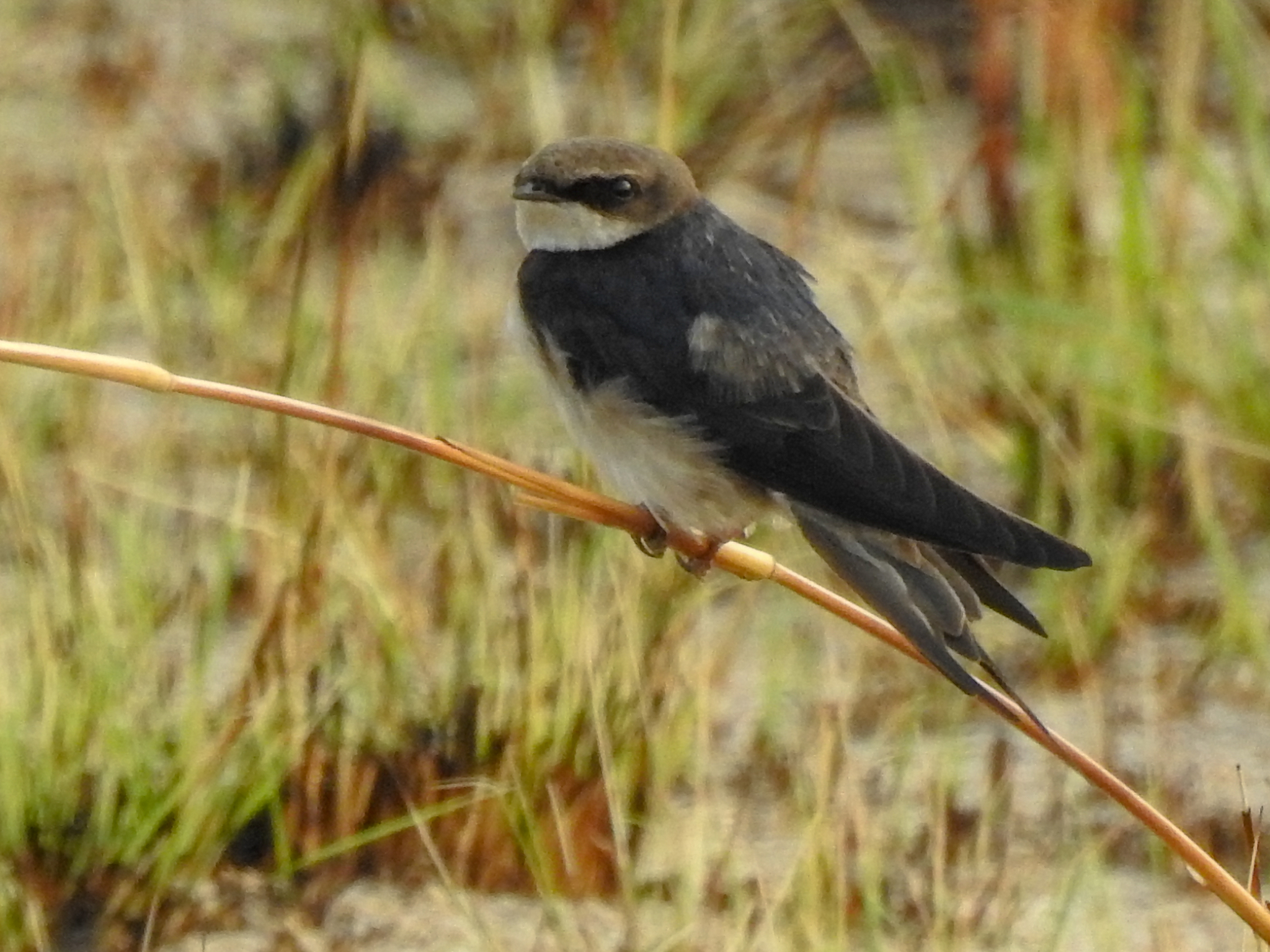 Grey-rumped Swallow illustration