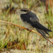 Pseudhirundo griseopyga - Photo (c) Dérozier Violette, μερικά δικαιώματα διατηρούνται (CC BY-NC), uploaded by Dérozier Violette